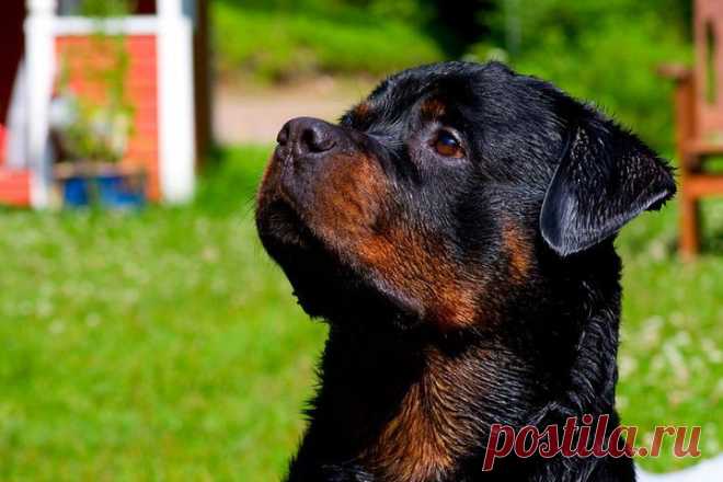 Ротвелер фото, фото собак породы ротвейлер, фотографии ротвейлера и щенков ротвейлера
