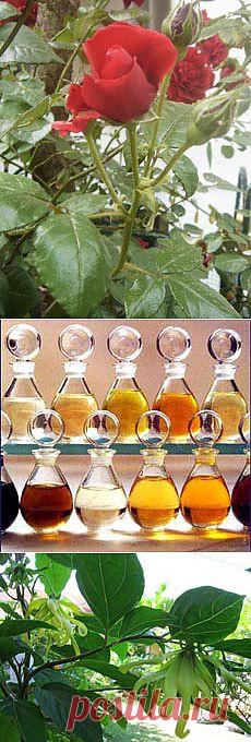 Ароматерапия - цветочные ароматы, эфирные масла, ароматы духов. Florets.ru