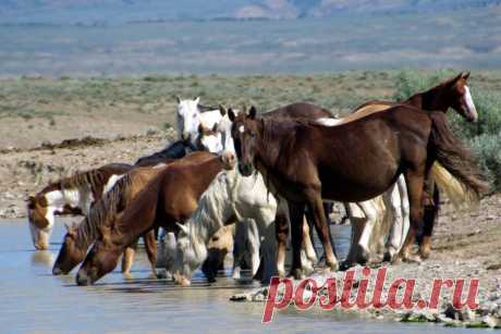(78) Robin Wadhams - "Tango's freedom cry"...He was yelling at his mare...
