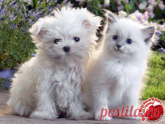 СЛАДКАЯ  ПАРОЧКА..