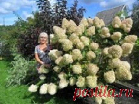 На тему гортензий... Собрала информацию в одно место! Здравствуйте, милые и трудолюбивые жители Асиенды! Давно хотела собрать в одно место информацию о гортензиях, что я нашла на просторах инета...