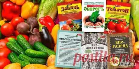Секретная дрожжевая подкормка: рассада помидоров и перцев взлетит - Новости - 66.ru