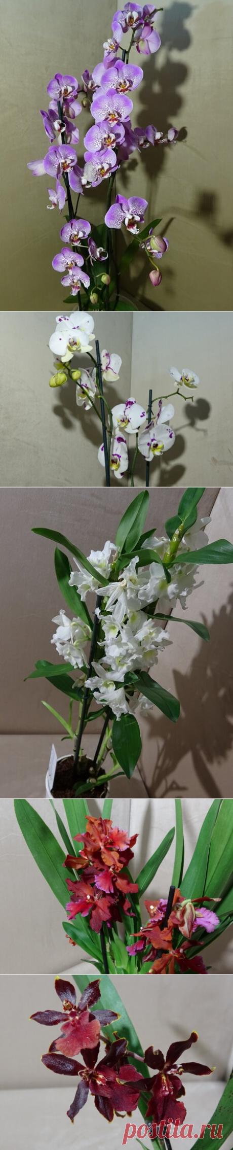 🌺 Мои очаровательные покупки из цветочного магазина. Пополнение коллекции комнатных цветов 🌺 | alla-Fi и Fiалки Комнатные цветы | Яндекс Дзен
С Вами alla-Fi и в сегодняшней статье я расскажу вам о своем визите в наш местный специализированный цветочный магазин &quot;Хомяк&quot; и похвалюсь своими красивыми покупками. Цветов и других растений там видимо-невидимо, глаза разбегаются, и хочется купить все и сразу. И, естественно, я не могла уйти из магазина без покупки!