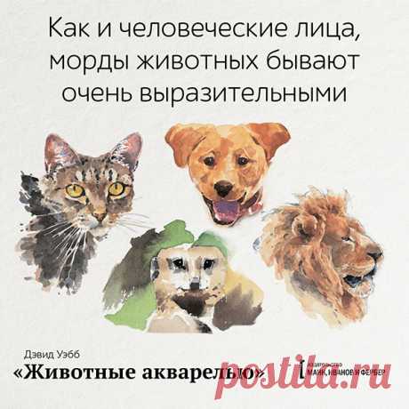 Как и человеческие лица, морды животных бывают очень выразительными