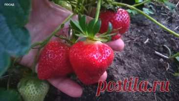 Увеличиваю урожай клубники вдвое. Девочек – в грядку, мальчиков – в компост | Посад | Дзен