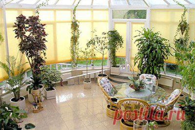 Самые неприхотливые растения, живучие комнатные растения | Домоводство для всей семьи