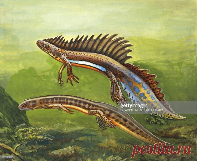 Southern Banded Newt underwater, illustration News Photo - Getty Images