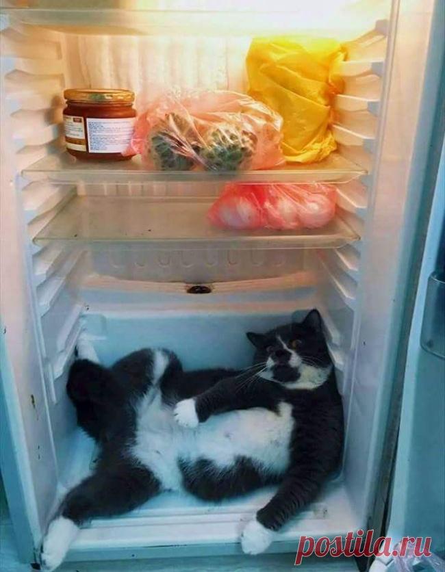 25 озадаченных животных, которые никак не ожидали увидеть хозяина