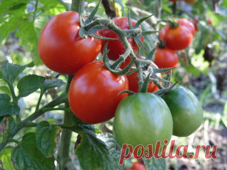 Удобрения для томатов – какое и когда вносить, следуя «золотым правилам» Помидоры в старину называли «яблоками любви», так как эти плоды богаты полезными веществами и, действительно, могут иметь определенный эффект афродизиака. Но только выращенные с любовью помидоры столь вкусны и полезны! Давайте вспомним правила подкормки томатов и разновидности удобрений