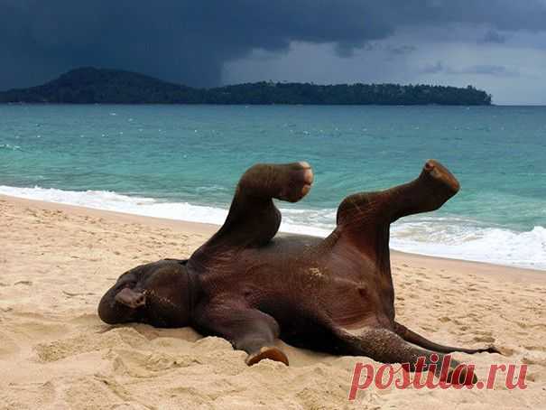 Слоны и слонята