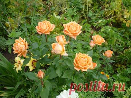 Розы.Лоллипоп.