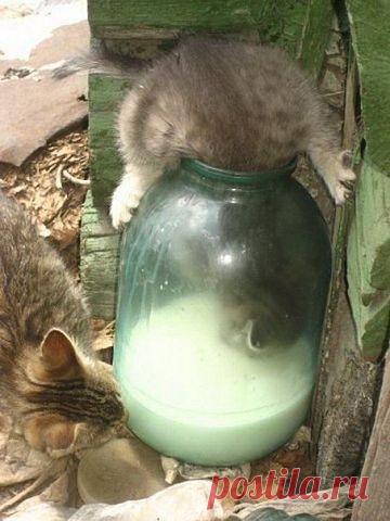 В МИРЕ  ЖИВОТНЫХ