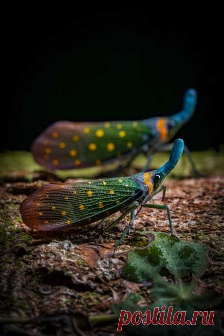 Лучшие снимки дикой природы: фото победителей конкурса World Nature Photography Awards — 2025 - 8 марта 2025 - 161.ру