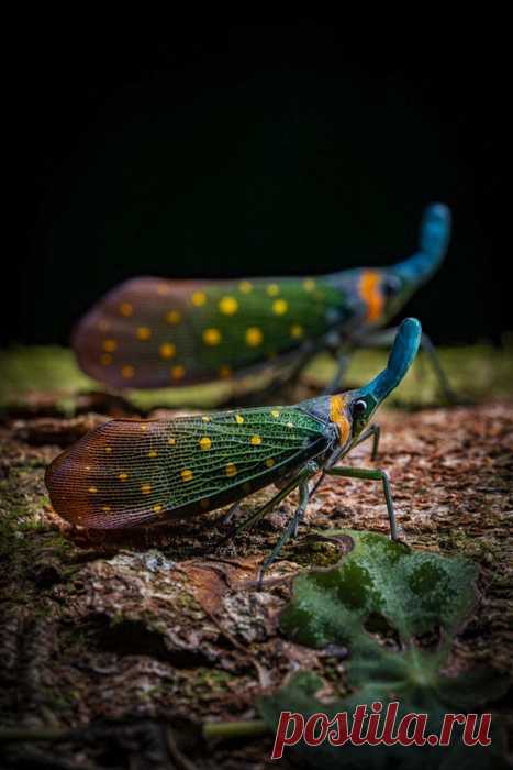 Лучшие снимки дикой природы: фото победителей конкурса World Nature Photography Awards — 2025 - 8 марта 2025 - 161.ру