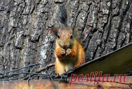 Фото первый год позади.... Альбом Про животинок.. - 50 фото. Фотографии Владислав Циунелис.