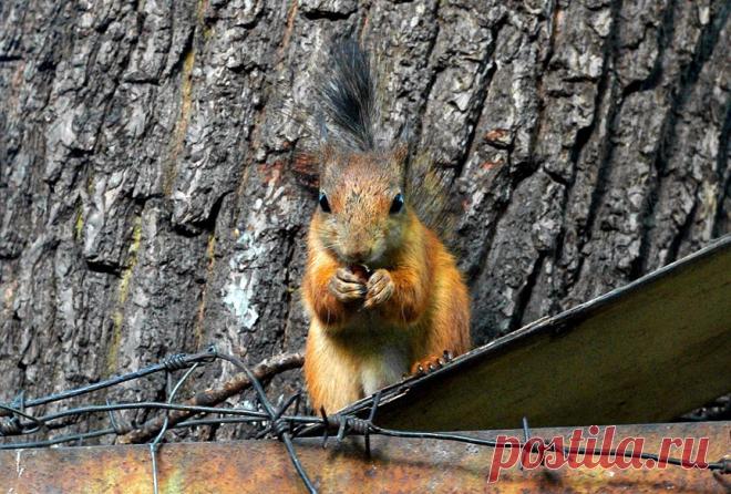Фото первый год позади.... Альбом Про животинок.. - 50 фото. Фотографии Владислав Циунелис.