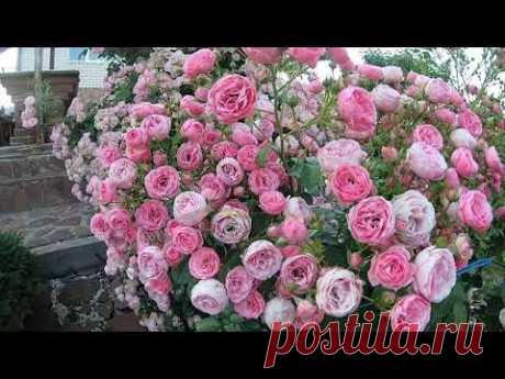 Розы флорибунда. Pomponella (Помпонелла) - YouTube