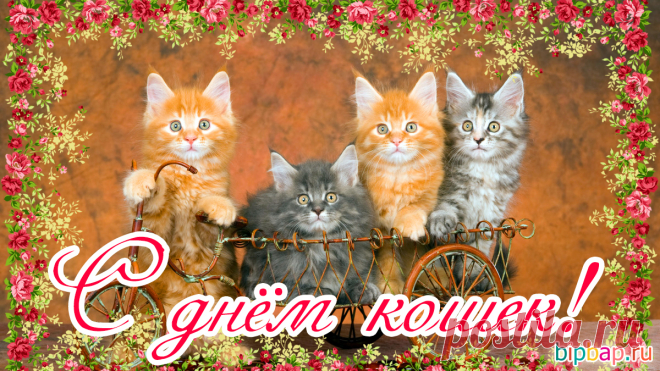Всех усатых, полосатых
И пушистых, и лохматых,
Кошек, кошечек, котов
Поздравляем с классным днем!