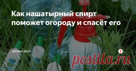 Как нашатырный спирт поможет огороду и спасёт его Нашатырный спирт содержит достаточное количество азота, которое так требуется растениям для полноценного роста. Без азота растения начинают сбрасывать листья, бутоны осыпаются, растение перестаёт цвести. С такими проблемами хороший урожай не соберёшь. Сам нашатырь уже использовали в после военное время в сельхоз хозяйстве.
Всего одного раза хватит на всю продолжительность роста растения, как прави