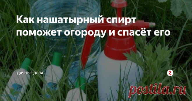 Как нашатырный спирт поможет огороду и спасёт его Нашатырный спирт содержит достаточное количество азота, которое так требуется растениям для полноценного роста. Без азота растения начинают сбрасывать листья, бутоны осыпаются, растение перестаёт цвести. С такими проблемами хороший урожай не соберёшь. Сам нашатырь уже использовали в после военное время в сельхоз хозяйстве.
Всего одного раза хватит на всю продолжительность роста растения, как прави