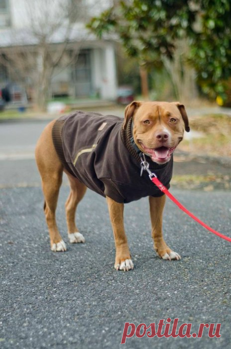 Canine Carhartt Coat for Your Pal!: 11 Steps (with Pictures)