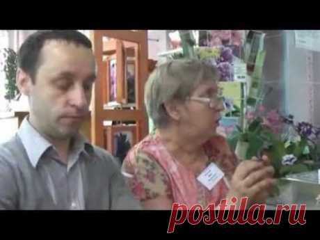 ДФ.Размножение сенполий(&quot;пеньки&quot; и цветоносы)19.05.2012