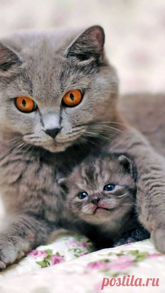 (6) Pinterest