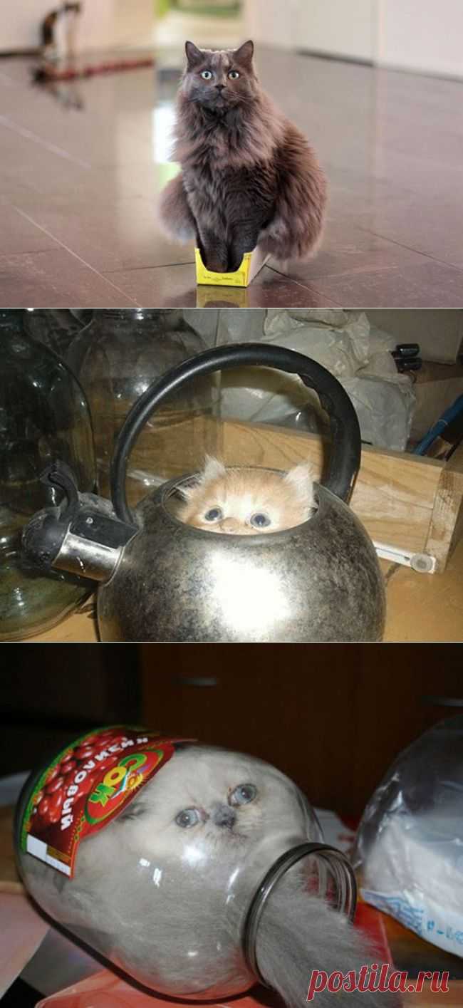 Кошки — это жидкость