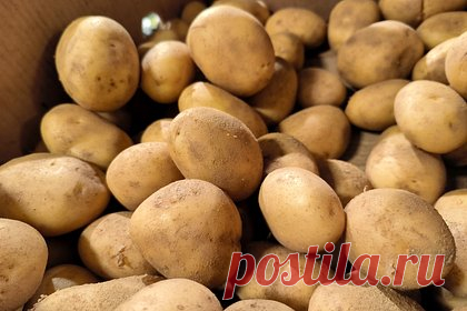 Россиян научили правильно хранить картофель