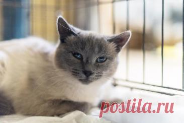 Невероятная красавица Агата в добрые руки. – ЗАЩИТА ЖИВОТНЫХ, пользователь Ольга Бавилина | Группы Мой Мир