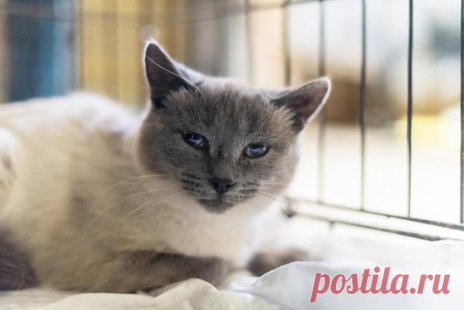 Невероятная красавица Агата в добрые руки. – ЗАЩИТА ЖИВОТНЫХ, пользователь Ольга Бавилина | Группы Мой Мир