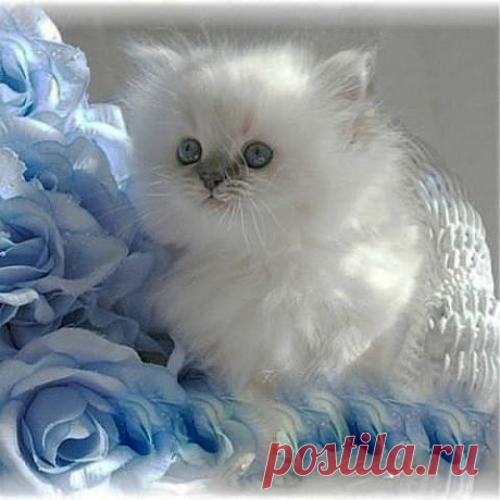 я пушистый , беленький котёнок . не ловил ни разу я мышей....