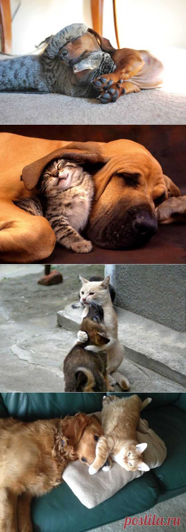 20 КОШЕК, ВЛЮБЛЕННЫХ В СОБАК