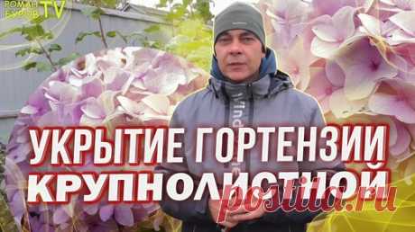 СМОТРИТЕ, КАК ПРОСТО И БЫСТРО МОЖНО УКРЫТЬ В ЗИМУ ГОРТЕНЗИЮ КРУПНОЛИСТНУЮ, ПОЛЬЗУЮСЬ САМ И ВАМ ПОКАЗЫВАЮ | Роман Буров TV | Дзен