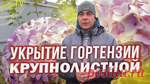СМОТРИТЕ, КАК ПРОСТО И БЫСТРО МОЖНО УКРЫТЬ В ЗИМУ ГОРТЕНЗИЮ КРУПНОЛИСТНУЮ, ПОЛЬЗУЮСЬ САМ И ВАМ ПОКАЗЫВАЮ | Роман Буров TV | Дзен