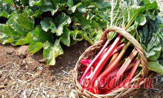 Ревень: выращивание и уход в открытом грунте, способы культивирования