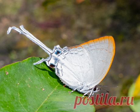 A Common Imperial butterfly Species Cheritra freja evansi Seen at Takhro waterfall, Prachinburi, Thailand