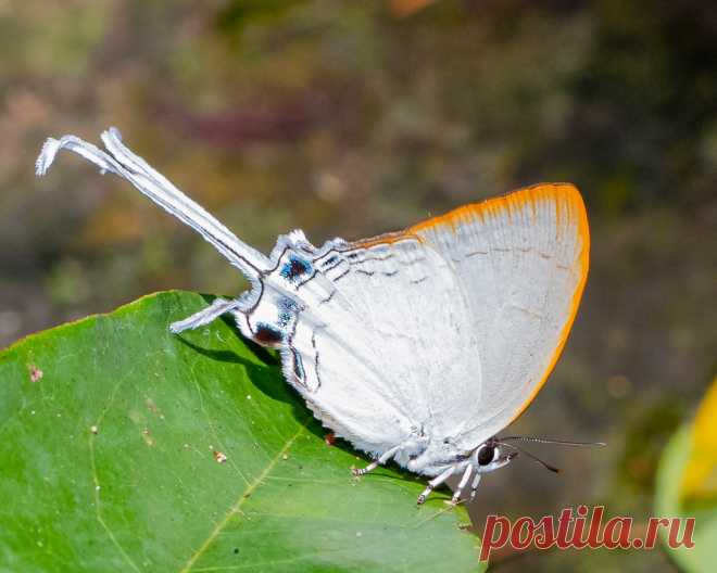 A Common Imperial butterfly Species Cheritra freja evansi Seen at Takhro waterfall, Prachinburi, Thailand