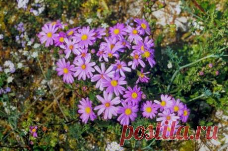 Крестовник изящный или цинерария изящная