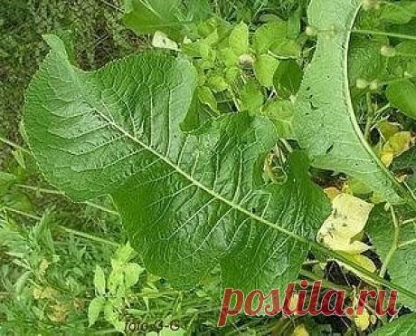 БОЛЯТ КОЛЕНИ: ЛЕЧЕНИЕ НАРОДНЫМИ СРЕДСТВАМИ