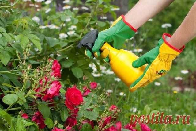 Чем подкормить розы весной и летом для пышного цветения | Розы (Огород.ru)