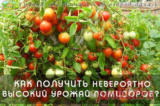 КАК ПОЛУЧИТЬ НЕВЕРОЯТНО  ВЫСОКИЙ УРОЖАЙ ПОМИДОРОВ?

Я давно заметил, что помидорам по вкусу пришлась подкормка домашнего приготовления - упрощённый аналог популярного средства Байкал -ЭМ-1. Применяю его уже пару лет и ни разу не разочаровался. Рецепт более чем прост: В трёхлитровую банку наливаю где-то 2,5 литра отстоянной (обязательно!) теплой воды. В неё добавляю 100 грамм разведённых в теплой воде живых дрожжей и 0,5 стакана сахара. Накрываю марлей и ставлю банку в тёпл...