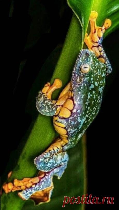 Fantástico Natureza,linda!!!