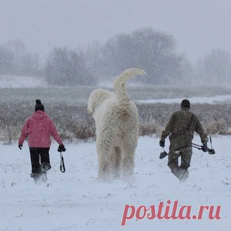 Популярное в Сети: мой гигантский друг-пёс