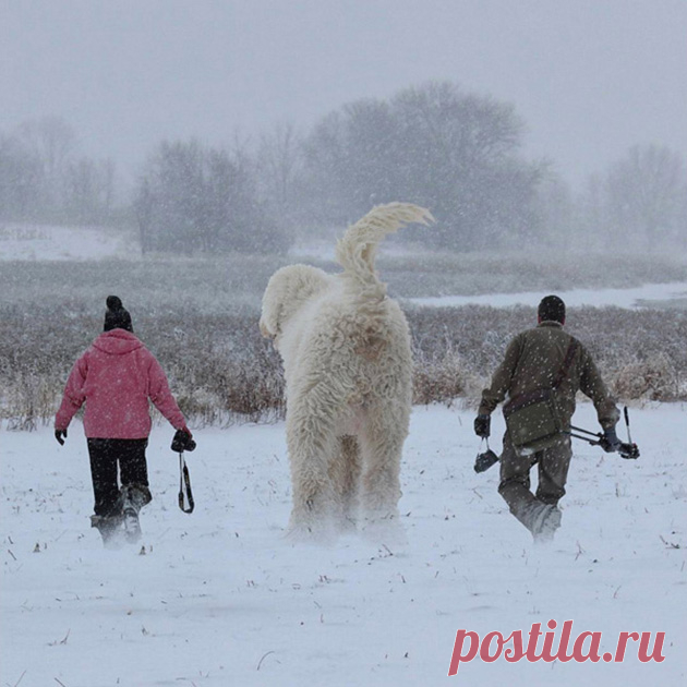Популярное в Сети: мой гигантский друг-пёс