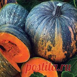 Виды, разновидности и сорта тыквы с фото
