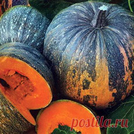 Виды, разновидности и сорта тыквы с фото