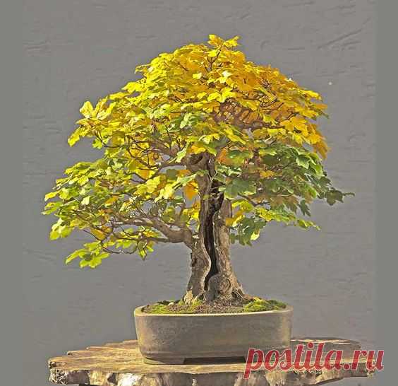 Bonsai Photo Of The Day 6/16/2017 – BonsaiJack.com  |  Pinterest