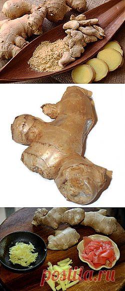 Имбирь | ОГОРОД БЕЗ ХЛОПОТ