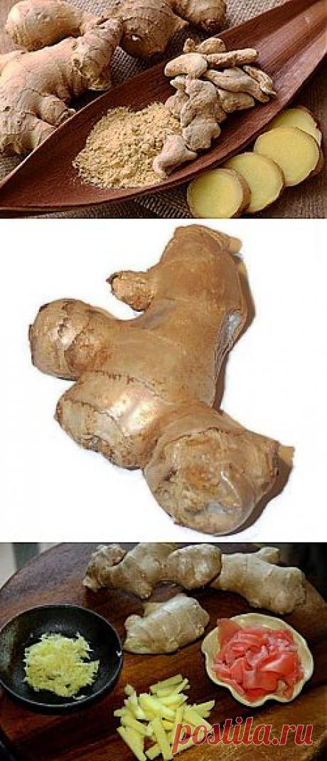 Имбирь | ОГОРОД БЕЗ ХЛОПОТ